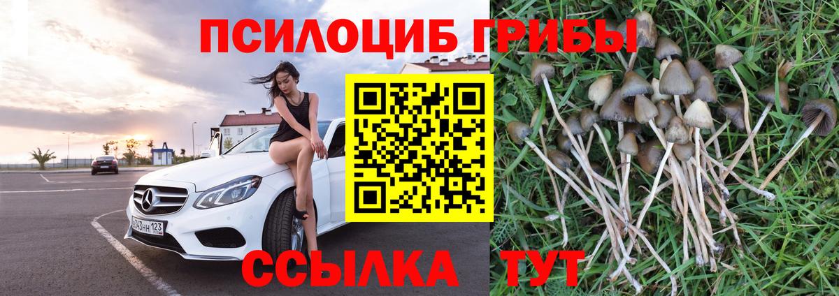 Псилоцибиновые грибы Cubensis Магнитогорск